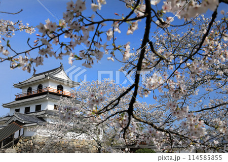 白石城址の桜 114585855