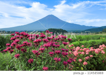 モナルダ咲く河口湖大石公園から望む夏富士 114585869