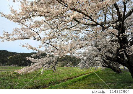 宮城県角田市高田の田園の桜 宮城県角田市高田の田園の桜 114585904