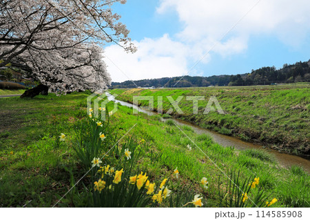 宮城県角田市高田の田園の桜 宮城県角田市高田の田園の桜 114585908