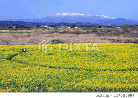 春爛漫菜の花祭り　宮城県角田市阿武隈川河川敷 114585994