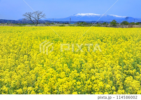 春爛漫菜の花祭り 宮城県角田市阿武隈川河川敷 春爛漫菜の花祭り 宮城県角田市阿武隈川河川敷 114586002