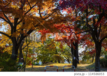 東京多摩地域の秋 紅葉の多摩湖(村山貯水池)・狭山公園 東京多摩地域の秋 紅葉の多摩湖(村山貯水池)・狭山公園 114586053