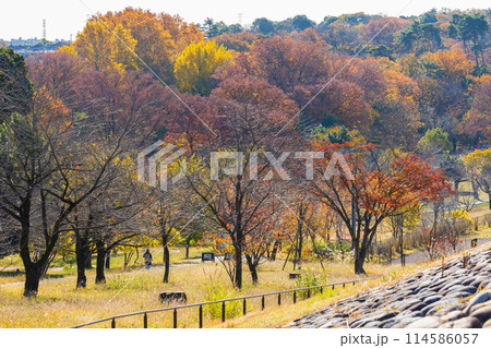東京多摩地域の秋　紅葉の多摩湖（村山貯水池）・狭山公園 114586057