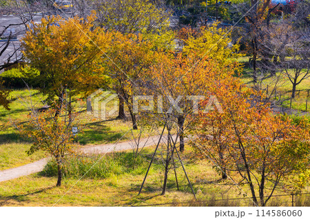 東京多摩地域の秋　紅葉の多摩湖（村山貯水池）・狭山公園 114586060