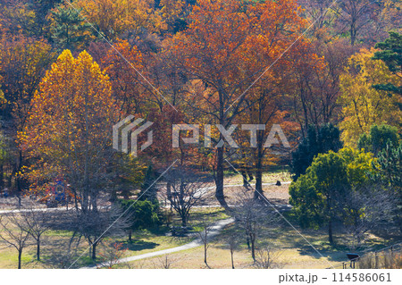 東京多摩地域の秋　紅葉の多摩湖（村山貯水池）・狭山公園 114586061