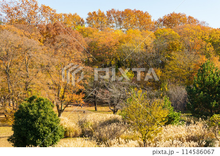 東京多摩地域の秋　紅葉の多摩湖（村山貯水池）・狭山公園 114586067