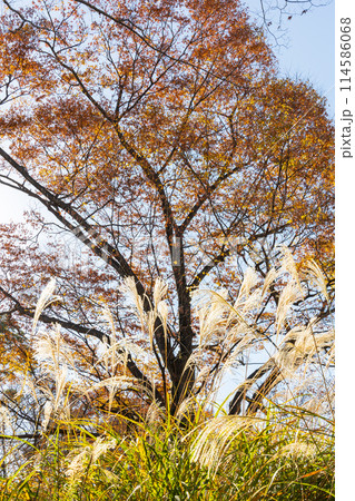 東京多摩地域の秋　紅葉の多摩湖（村山貯水池）・狭山公園 114586068