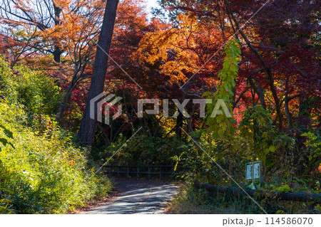 東京多摩地域の秋 紅葉の多摩湖(村山貯水池)・狭山公園 東京多摩地域の秋 紅葉の多摩湖(村山貯水池)・狭山公園 114586070