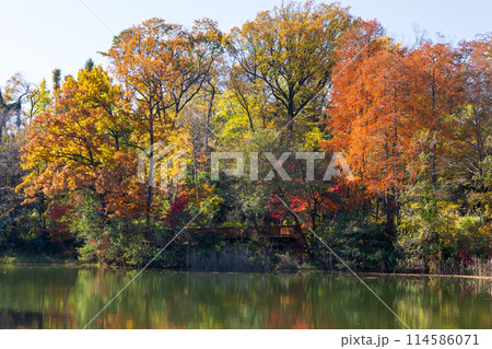東京多摩地域の秋　紅葉の多摩湖（村山貯水池）・狭山公園 114586071