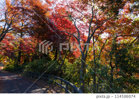 東京多摩地域の秋　紅葉の多摩湖（村山貯水池）・狭山公園 114586074