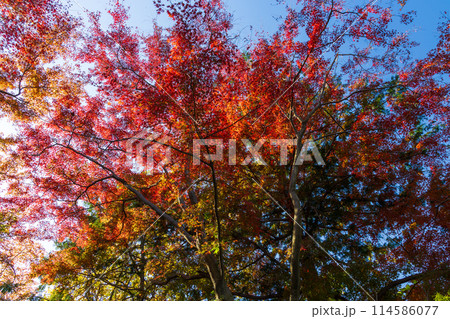 東京多摩地域の秋 紅葉の多摩湖(村山貯水池)・狭山公園 東京多摩地域の秋 紅葉の多摩湖(村山貯水池)・狭山公園 114586077