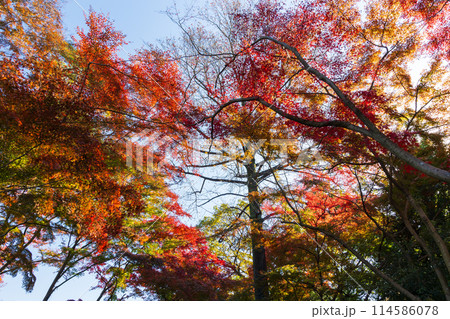東京多摩地域の秋　紅葉の多摩湖（村山貯水池）・狭山公園 114586078
