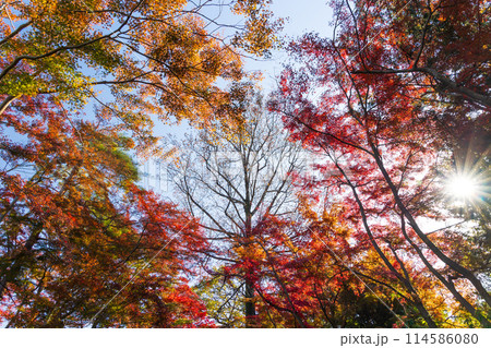 東京多摩地域の秋 紅葉の多摩湖(村山貯水池)・狭山公園 東京多摩地域の秋 紅葉の多摩湖(村山貯水池)・狭山公園 114586080