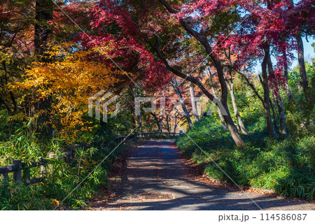 東京多摩地域の秋 紅葉の多摩湖(村山貯水池)・狭山公園 東京多摩地域の秋 紅葉の多摩湖(村山貯水池)・狭山公園 114586087