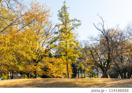 東京多摩地域の秋 紅葉の多摩湖(村山貯水池)・狭山公園 東京多摩地域の秋 紅葉の多摩湖(村山貯水池)・狭山公園 114586088