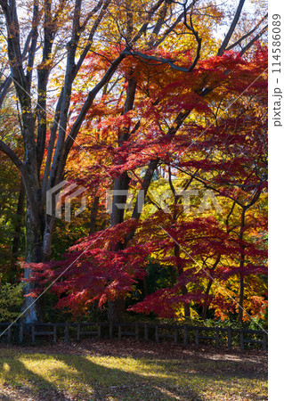 東京多摩地域の秋 紅葉の多摩湖(村山貯水池)・狭山公園 東京多摩地域の秋 紅葉の多摩湖(村山貯水池)・狭山公園 114586089