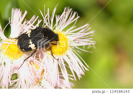 ハルジオンの花に止まるクロハナムグリ 114586143