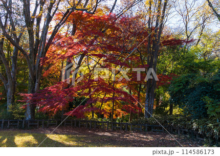 東京多摩地域の秋 紅葉の多摩湖(村山貯水池)・狭山公園 東京多摩地域の秋 紅葉の多摩湖(村山貯水池)・狭山公園 114586173