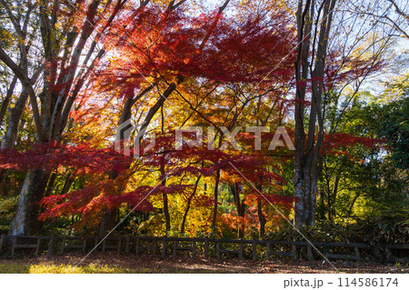 東京多摩地域の秋 紅葉の多摩湖(村山貯水池)・狭山公園 東京多摩地域の秋 紅葉の多摩湖(村山貯水池)・狭山公園 114586174