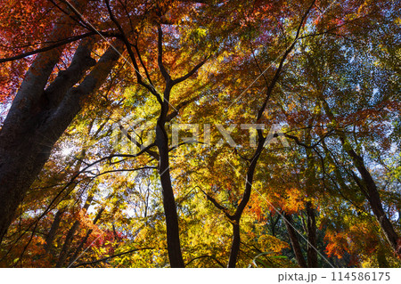 東京多摩地域の秋　紅葉の多摩湖（村山貯水池）・狭山公園 114586175