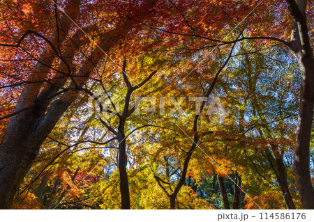 東京多摩地域の秋 紅葉の多摩湖(村山貯水池)・狭山公園 東京多摩地域の秋 紅葉の多摩湖(村山貯水池)・狭山公園 114586176