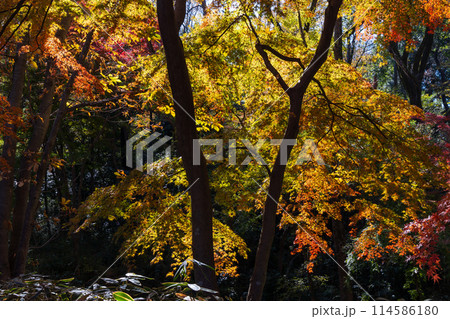 東京多摩地域の秋 紅葉の多摩湖(村山貯水池)・狭山公園 東京多摩地域の秋 紅葉の多摩湖(村山貯水池)・狭山公園 114586180