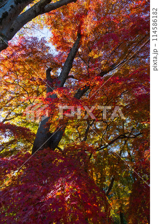 東京多摩地域の秋 紅葉の多摩湖(村山貯水池)・狭山公園 東京多摩地域の秋 紅葉の多摩湖(村山貯水池)・狭山公園 114586182