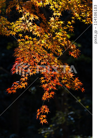 東京多摩地域の秋 紅葉の多摩湖(村山貯水池)・狭山公園 東京多摩地域の秋 紅葉の多摩湖(村山貯水池)・狭山公園 114586183