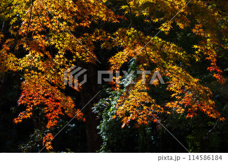 東京多摩地域の秋 紅葉の多摩湖(村山貯水池)・狭山公園 東京多摩地域の秋 紅葉の多摩湖(村山貯水池)・狭山公園 114586184