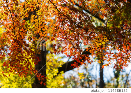 東京多摩地域の秋　紅葉の多摩湖（村山貯水池）・狭山公園 114586185
