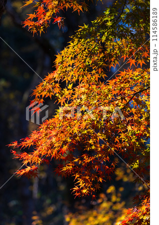 東京多摩地域の秋　紅葉の多摩湖（村山貯水池）・狭山公園 114586189