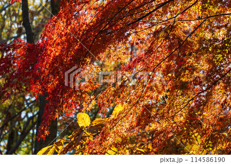 東京多摩地域の秋 紅葉の多摩湖(村山貯水池)・狭山公園 東京多摩地域の秋 紅葉の多摩湖(村山貯水池)・狭山公園 114586190