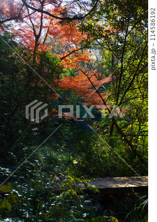 東京多摩地域の秋 紅葉の多摩湖(村山貯水池)・狭山公園 東京多摩地域の秋 紅葉の多摩湖(村山貯水池)・狭山公園 114586192