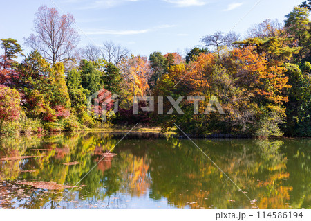 東京多摩地域の秋　紅葉の多摩湖（村山貯水池）・狭山公園 114586194