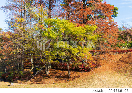 東京多摩地域の秋 紅葉の多摩湖(村山貯水池)・狭山公園 東京多摩地域の秋 紅葉の多摩湖(村山貯水池)・狭山公園 114586198