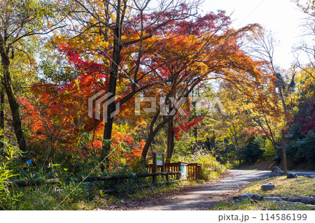 東京多摩地域の秋 紅葉の多摩湖(村山貯水池)・狭山公園 東京多摩地域の秋 紅葉の多摩湖(村山貯水池)・狭山公園 114586199