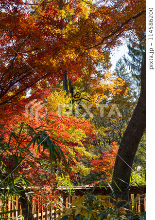 東京多摩地域の秋　紅葉の多摩湖（村山貯水池）・狭山公園 114586200