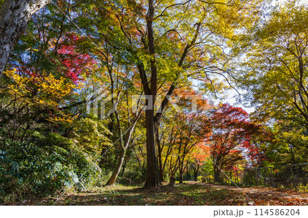 東京多摩地域の秋 紅葉の多摩湖(村山貯水池)・狭山公園 東京多摩地域の秋 紅葉の多摩湖(村山貯水池)・狭山公園 114586204