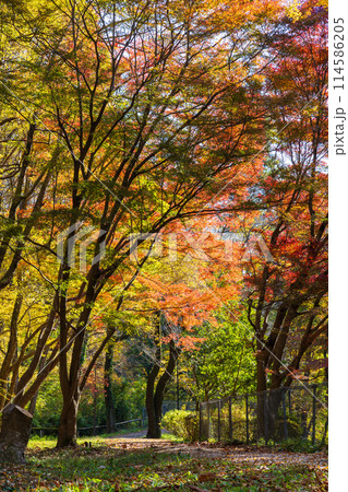 東京多摩地域の秋 紅葉の多摩湖(村山貯水池)・狭山公園 東京多摩地域の秋 紅葉の多摩湖(村山貯水池)・狭山公園 114586205