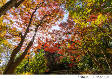 東京多摩地域の秋　紅葉の多摩湖（村山貯水池）・狭山公園 114586206
