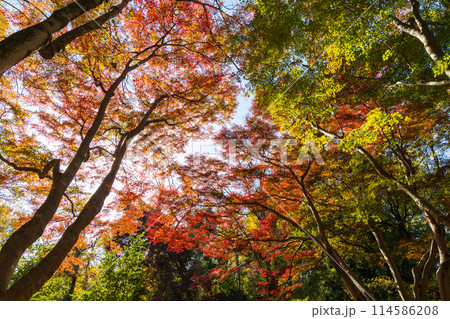 東京多摩地域の秋　紅葉の多摩湖（村山貯水池）・狭山公園 114586208