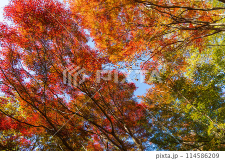 東京多摩地域の秋　紅葉の多摩湖（村山貯水池）・狭山公園 114586209