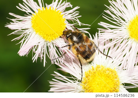 ハルジオンの花に止まるヒメトラハナムグリ 114586236