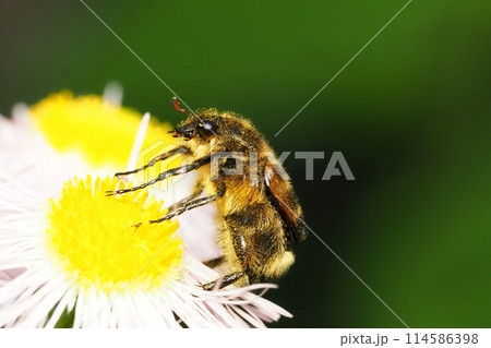 ハルジオンの花に止まるヒメトラハナムグリ 114586398