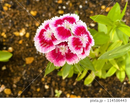 美女なでしこの花(白と濃いピンク)5 美女なでしこの花(白と濃いピンク)5 114586443