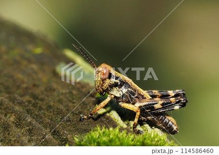 バッタの幼虫 114586460