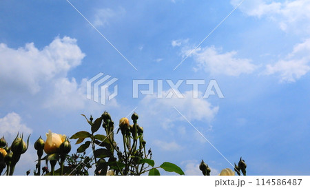 バラ園の空に咲く黄色の薔薇の蕾 いきいきとして 114586487