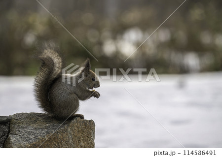 雪の中の岩の上でクルミを食べるエゾリス 114586491