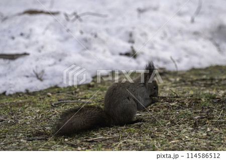 残雪の中で食事中のエゾリス 114586512
